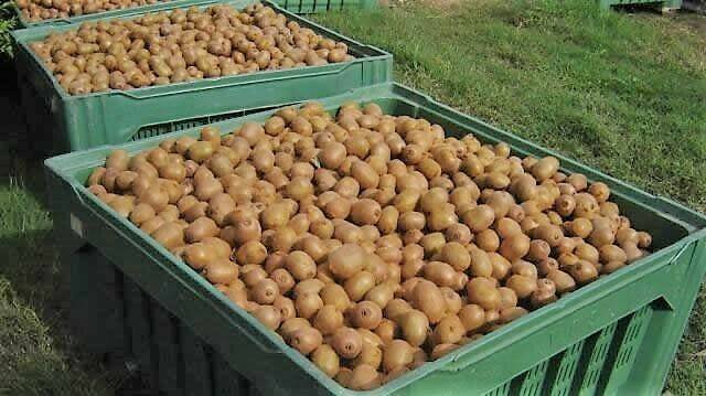 kiwi-bins|PSA